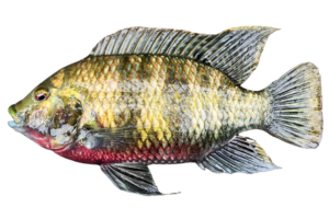 吉利非鯽的魚種資料照片