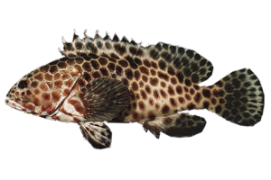 玳瑁石斑魚的魚種資料照片