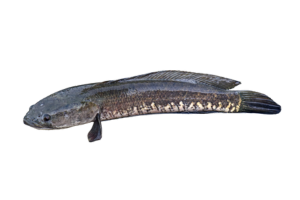 線鱧的魚種資料照片