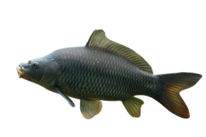 鯉的魚種資料照片