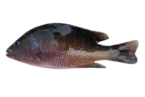 銀紋笛鯛的魚種資料照片
