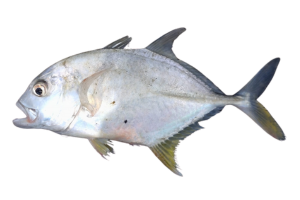 浪人鰺的魚種資料照片