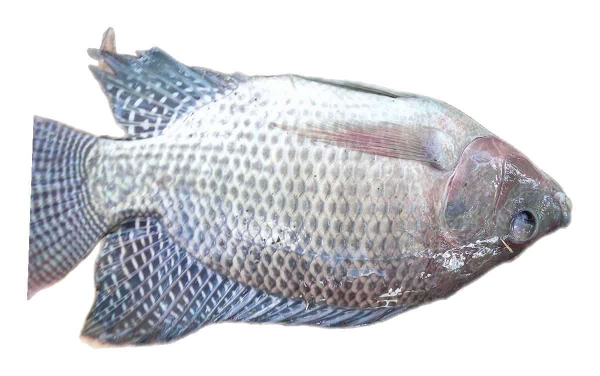 Mozambique Tilapia (Oreochromis mossambicus), known in Taiwan as 莫三比克口孵非鯽, reference photo