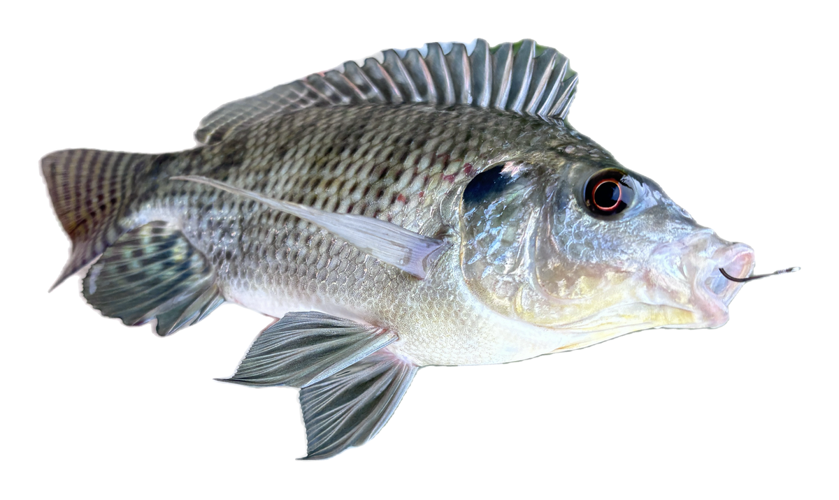 Nile Tilapia (Oreochromis niloticus), known in Taiwan as 尼羅口孵非鯽, reference photo