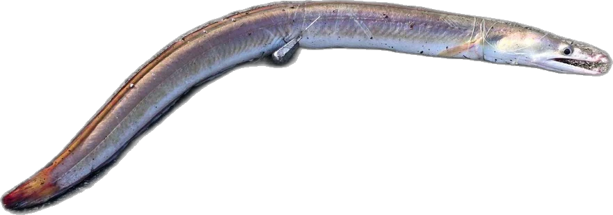 門鱔(灰海鰻,Muraenesox cinereus)魚種資料照片
