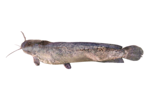 塘虱魚的魚種資料照片