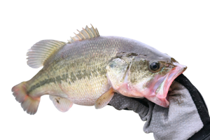 大口黑鱸的魚種資料照片