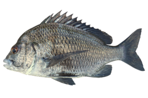 太平洋棘鯛的魚種資料照片