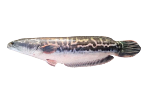 小盾鱧的魚種資料照片