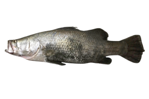 尖吻鱸的魚種資料照片