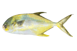 布氏鯧鰺的魚種資料照片