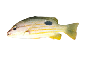 火斑笛鯛的魚種資料照片