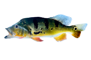 眼點麗魚的魚種資料照片