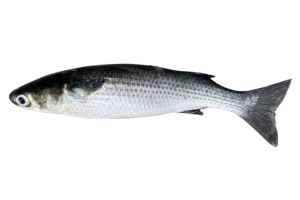 鯔的魚種資料照片