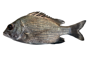 黑棘鯛的魚種資料照片