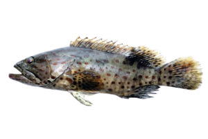 點帶石斑魚的魚種資料照片