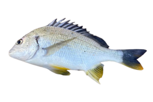 黃鰭棘鯛的魚種資料照片