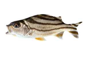 花身鯻的魚種資料照片