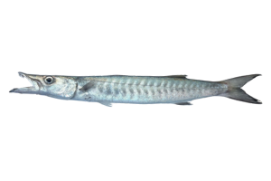 巴拉金梭魚的魚種資料照片