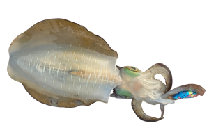 萊氏擬烏賊的魚種資料照片