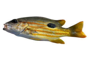 單斑笛鯛的魚種資料照片