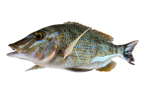 青嘴龍占魚的魚種資料照片