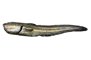 線紋鰻鯰的魚種資料照片