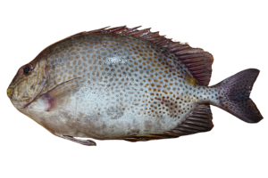 星斑臭肚魚的魚種資料照片