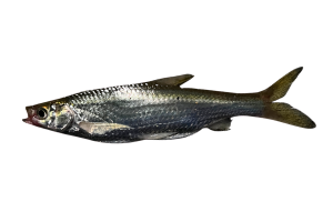 䱗的魚種資料照片