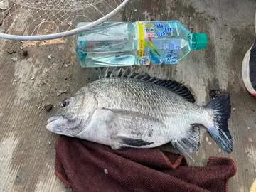 黑棘鯛，2025 年 1 月釣友新營沉底天才的實拍照片