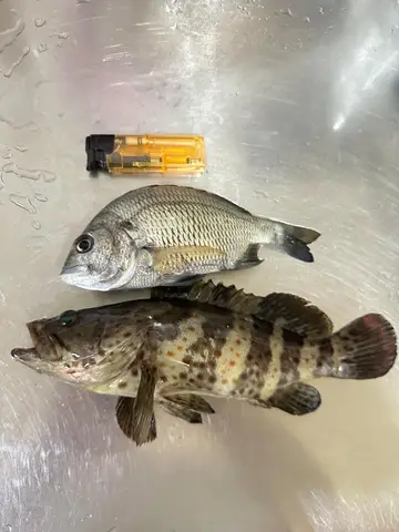 瑪拉巴石斑魚,2025 年 3 月釣友新營龜王的實拍照片