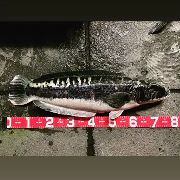 小盾鱧，2022 年 7 月釣友台中DiDiLong的實拍照片