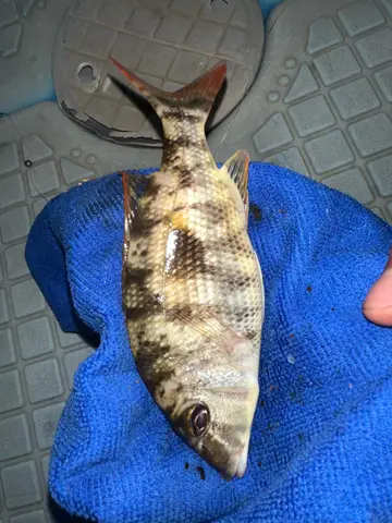 青嘴龍占魚，2025 年 7 月釣友張育誠的實拍照片