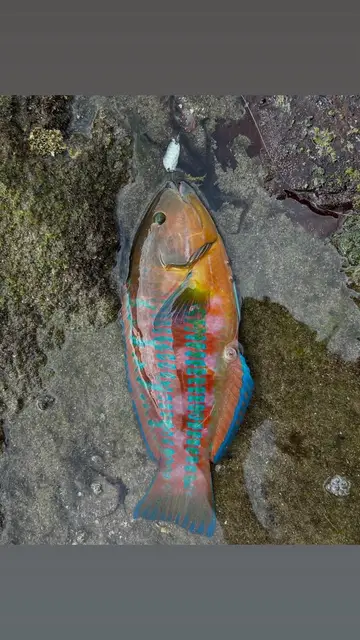 三葉錦魚，2025 年 6 月釣友YeeJ的實拍照片