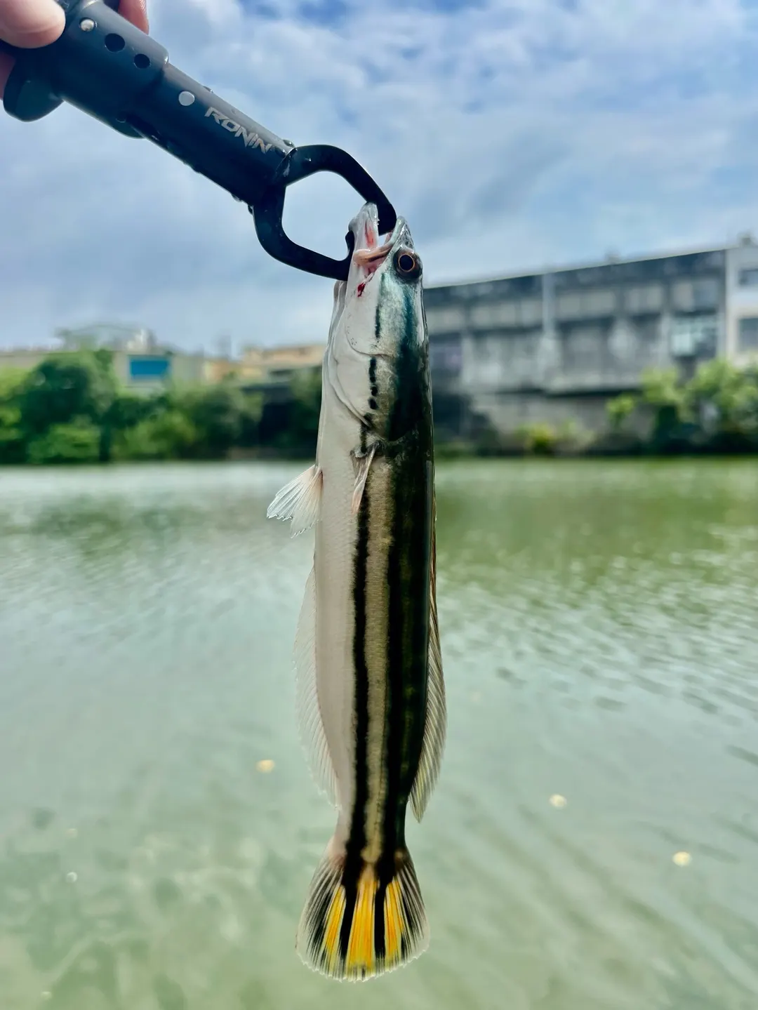 約 25 公分的小盾鱧亞成魚,縱帶還在、尾鰭偏黃。