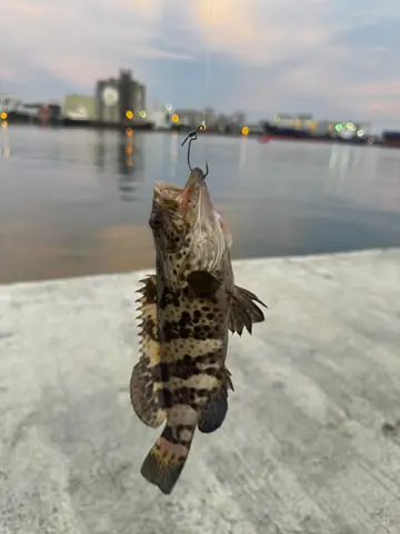 點帶石斑魚，2025 年 9 月釣友拿安達水溝釣呆還打龜的實拍照片