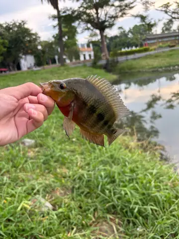 高雄市後勁溪-楠梓段的厚唇雙冠麗魚，2025 年 9 月釣友實拍