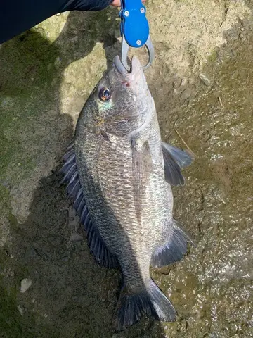 新竹縣鳳山溪的臺灣棘鯛，2024 年 9 月釣友實拍