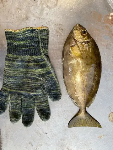 褐臭肚魚，2025 年 10 月釣友彎刀西狼的實拍照片