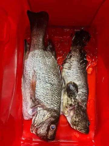 高雄市後勁溪-楠梓段的瑪拉巴石斑魚，2025 年 8 月釣友實拍
