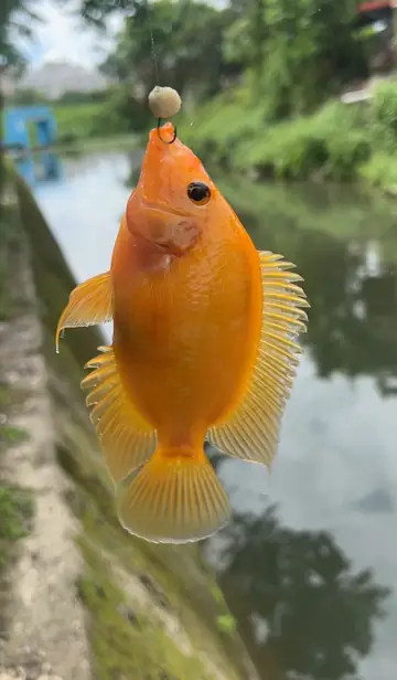 宜蘭河-宜蘭市段的厚唇雙冠麗魚,2025 年 10 月釣友實拍