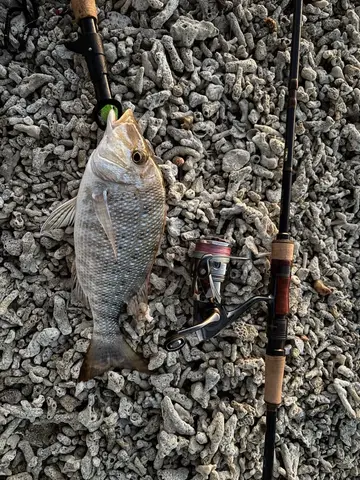 青嘴龍占魚，2025 年 10 月釣友吳惟夫的實拍照片