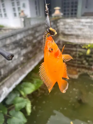 南投縣鯉魚潭的厚唇雙冠麗魚，2025 年 8 月釣友實拍