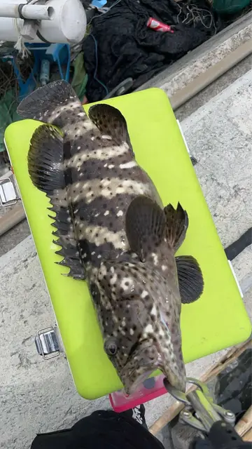 瑪拉巴石斑魚,2025 年 7 月釣友吳冠毅的實拍照片