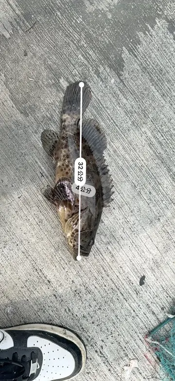 瑪拉巴石斑魚,2025 年 10 月釣友忍者龜頭痛的實拍照片