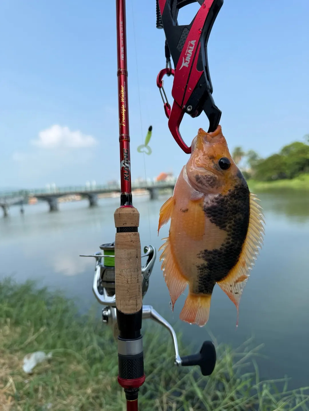 高雄神潭：身體後半還是黑的，前半已經變橘。