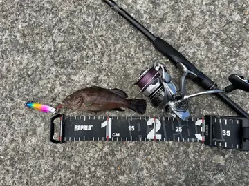 點帶石斑魚，2025 年 10 月釣友給我魚的實拍照片