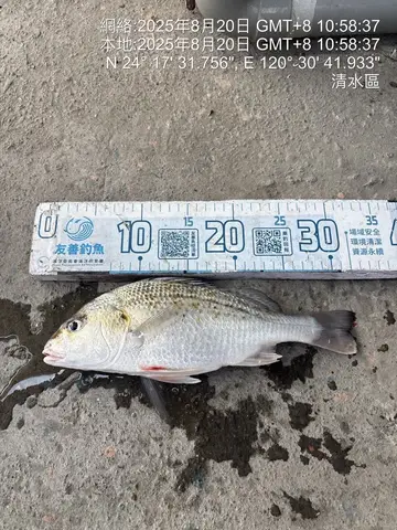 星雞魚，2025 年 8 月釣友台中賴東東的實拍照片