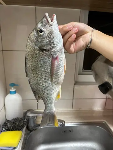 苗栗縣外埔漁港的黃鰭棘鯛，2023 年 8 月釣友實拍