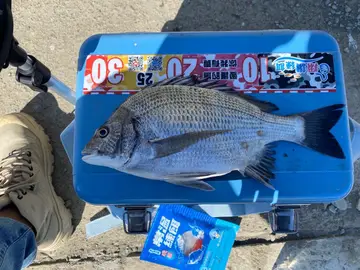 臺灣棘鯛，2024 年 12 月釣友月球魚的實拍照片